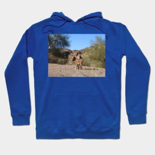 Wild burros, donkeys, wildlife, wild animals Hoodie